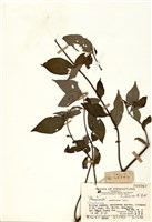 藏品(毛玉葉金花)的圖片